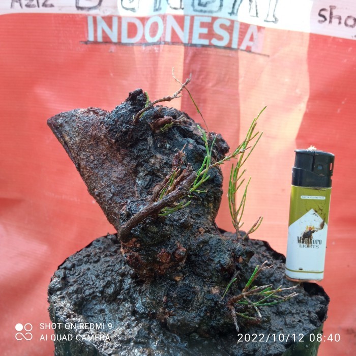 bahan bonggol cemara udang master