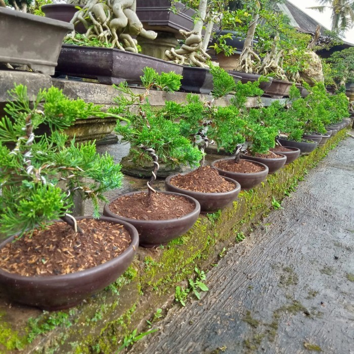 bonsai bahan sinensis