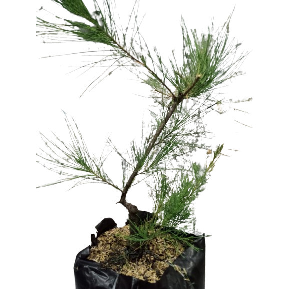 Tanaman Bonsai Cemara Udang Cangkok Mame Small Bogel