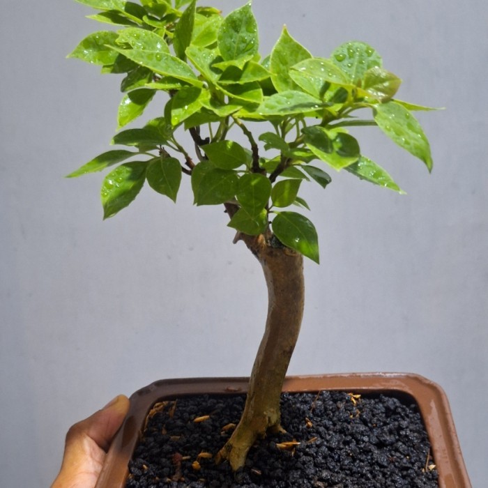 Bonsai Mame Bougenville