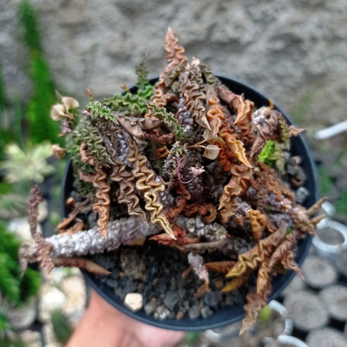 euphorbia decaryi