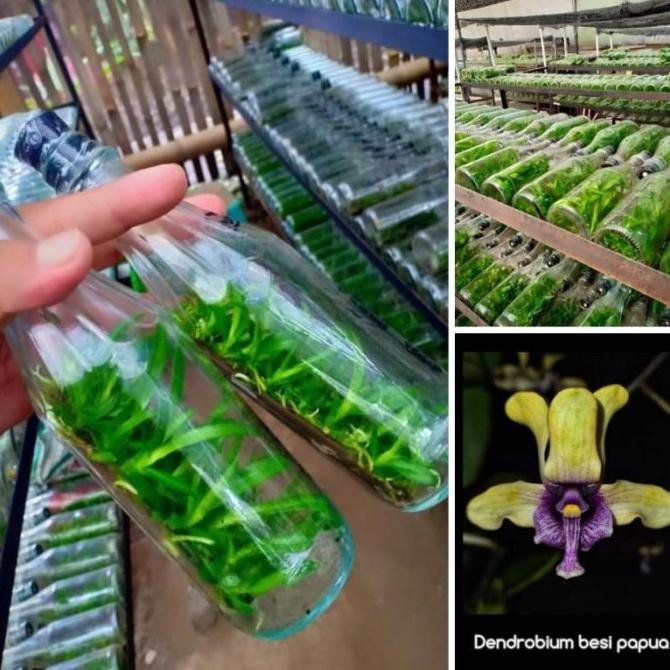 Botol Dendrobium Spesies anggrek besi (violaceoflavens)