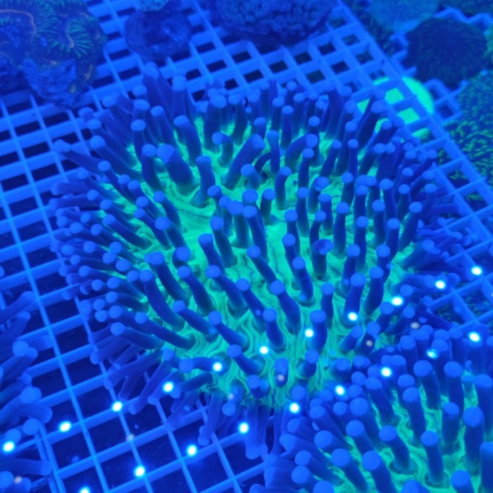 CORAL PIRING ANEMON HIJAU SIZE L