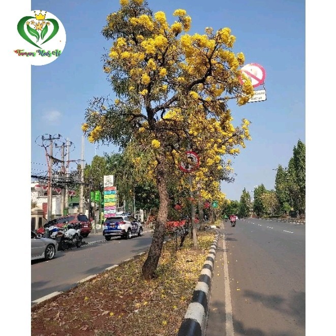 TANAMAN TABEBUYA 2 Meter Pohon Pelindung
