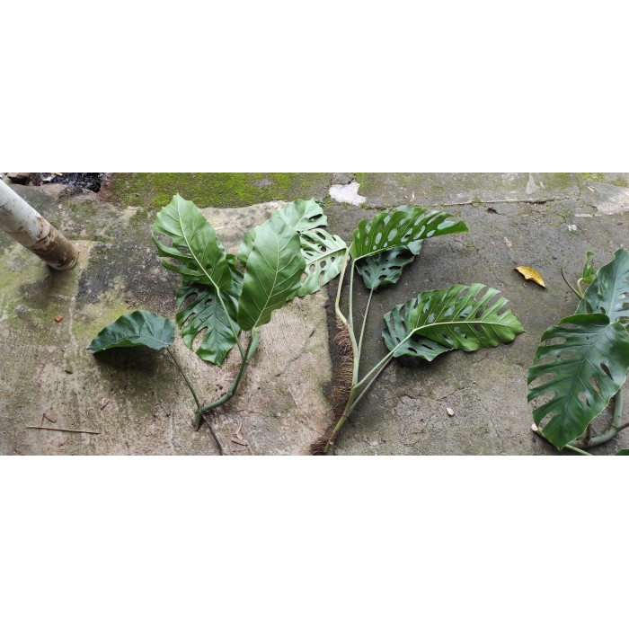 MONSTERA DUBIA MATURE DAUN 3 -4 DAUN CUTTINGAN