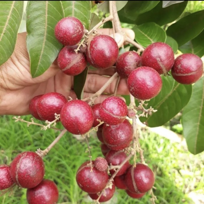 Tanaman buah kelengkeng merah thailand // siap berbuah