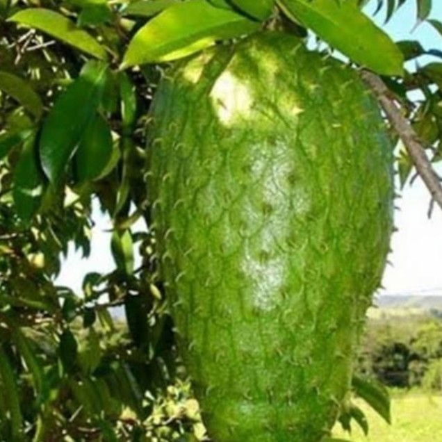 Bibit Tanaman Buah Sirsak jumbo Pohon Sirsak Jumbo Bibit Sirsak Madu