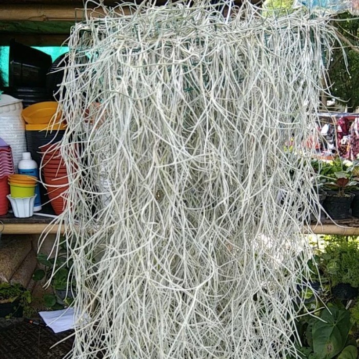 Tanaman Hias Jenggot Dewa, Jenggot Musa