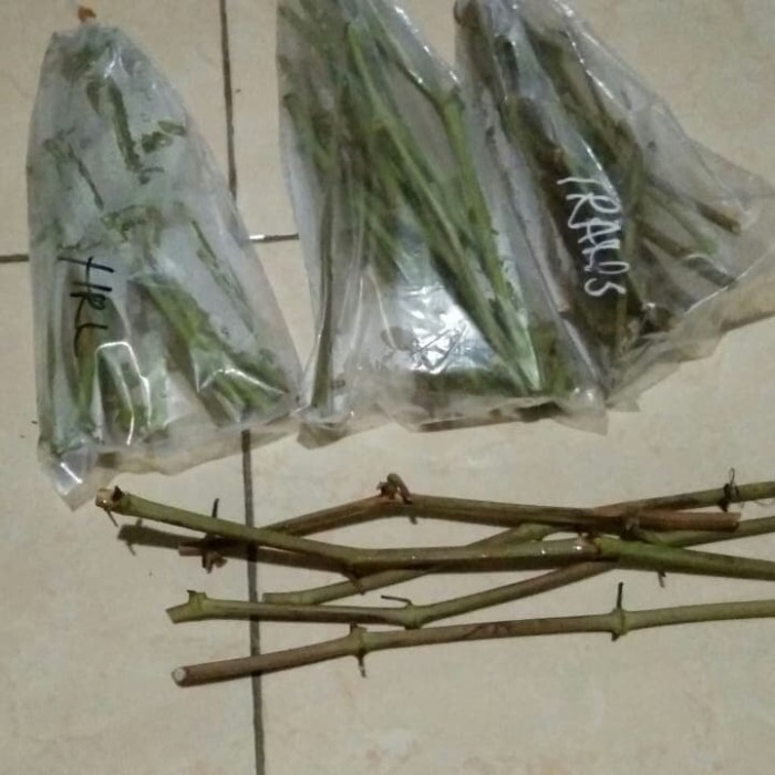 paket cutting anggur red master