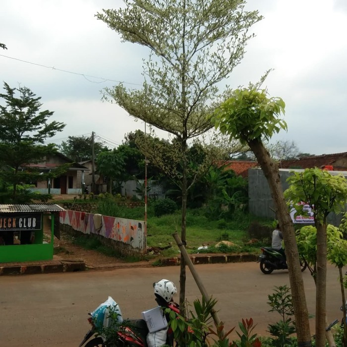 Pohon Ketapang Kencana Varigata 2.5Meter