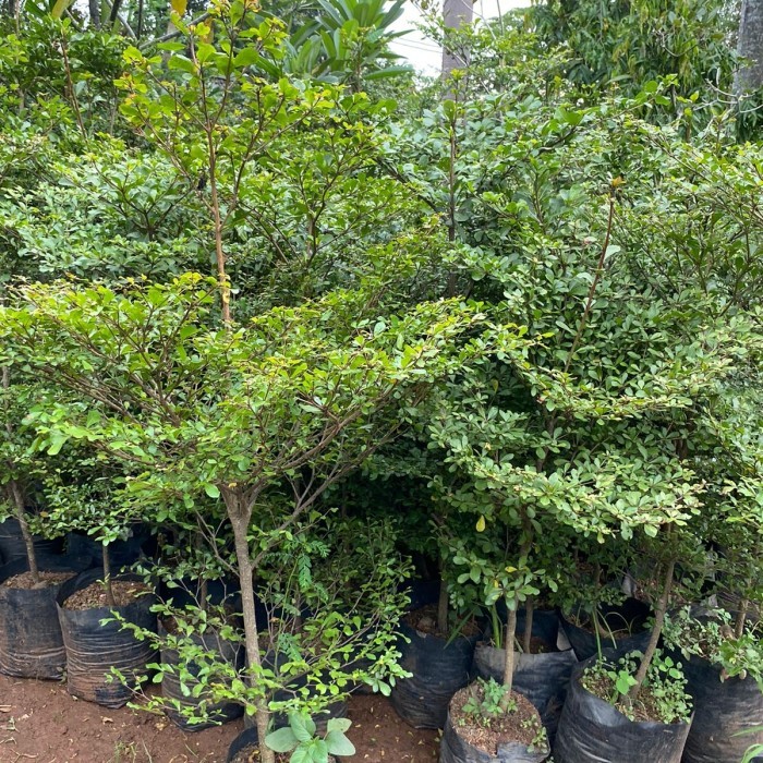 Pohon ketapang kencana tinggi 1,5meter
