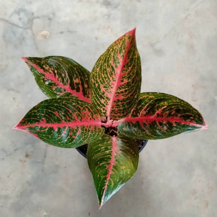 Tanaman hias Aglonema Adelia - Aglonema Adelia - tanaman aglonema