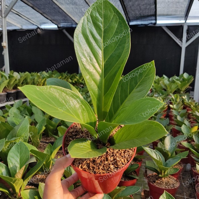 Anthurium Jemani Kol / Tanaman Hias