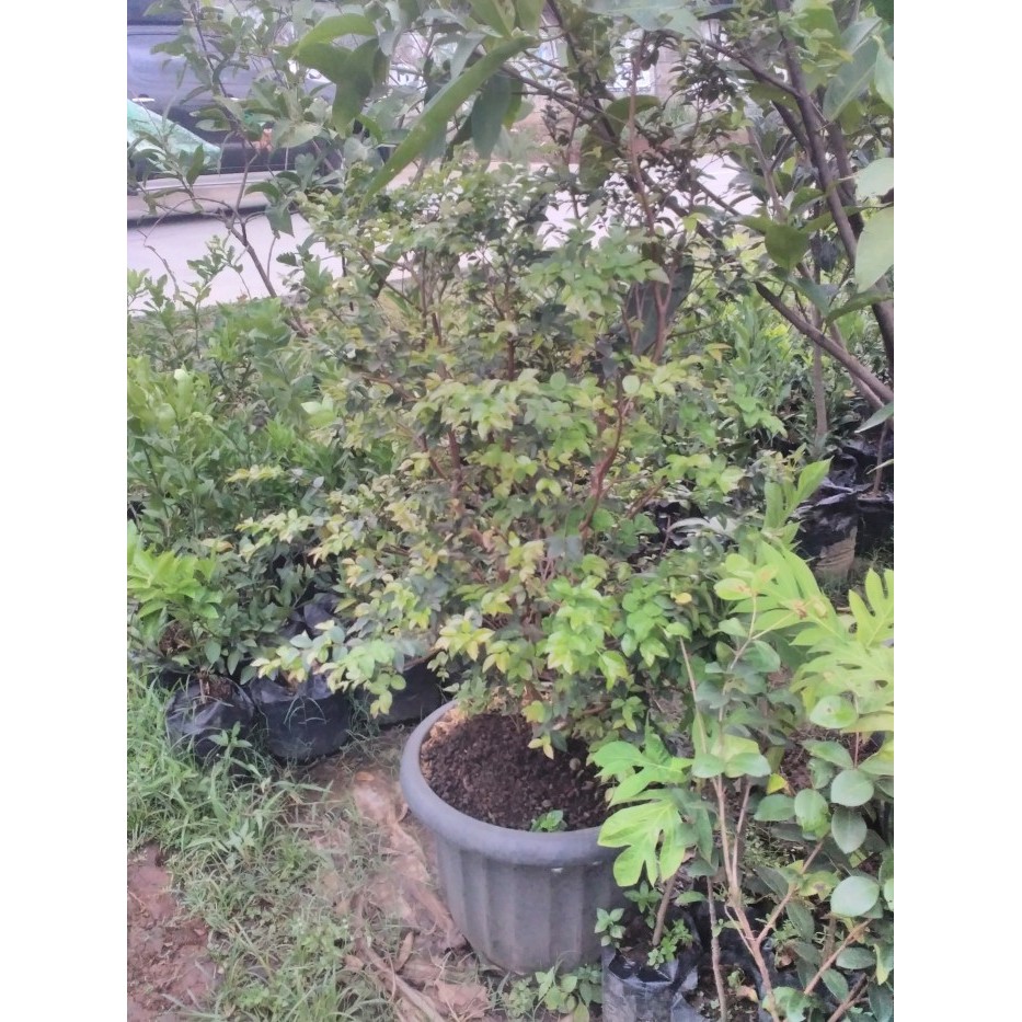 Tabulampot Jaboticaba / anggur brazil