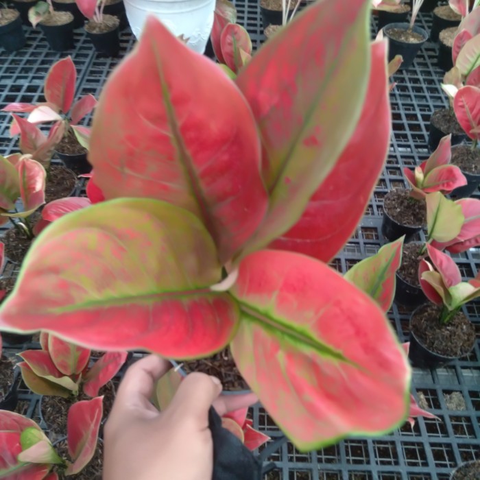 Aglaonema Ayunindi Original Real Pic Size Dewasa