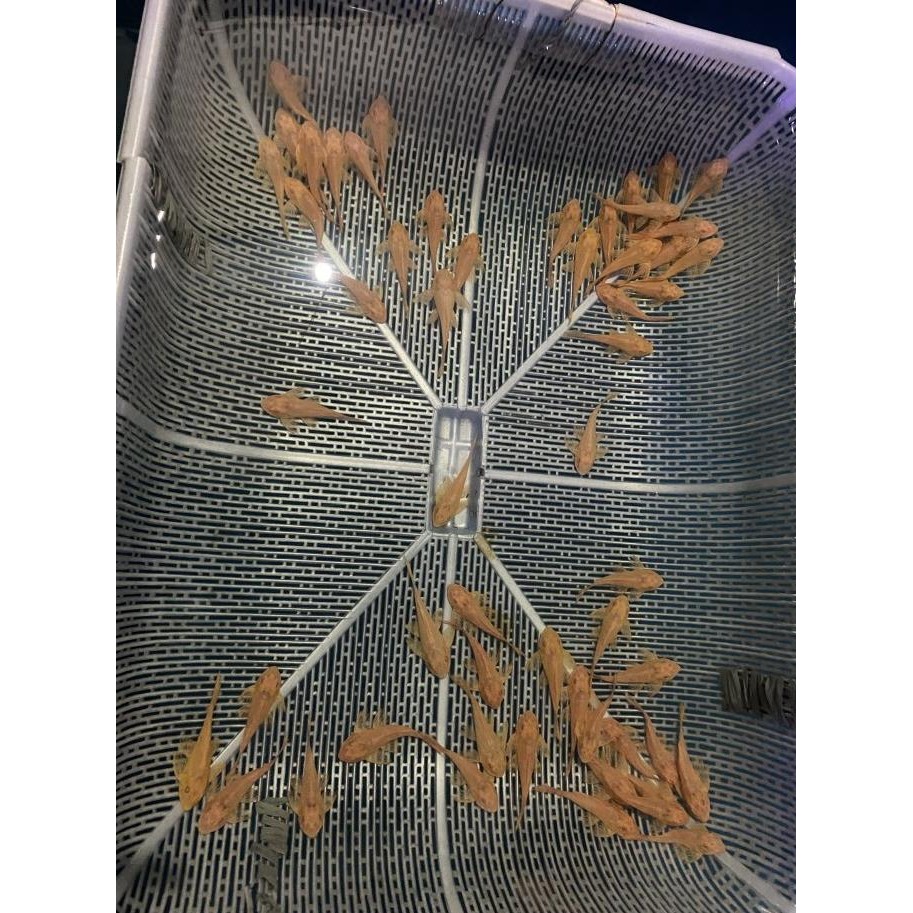 IKAN SAPU-SAPU PLECO GIBBICEP L083 ALGAEATER