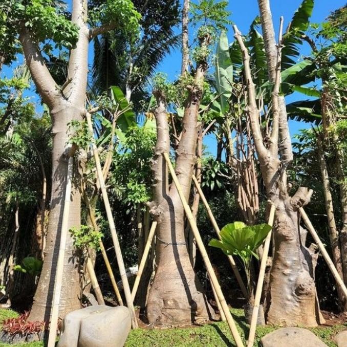 Pohon Baobab // Pohon Kaki Gajah Terbatas