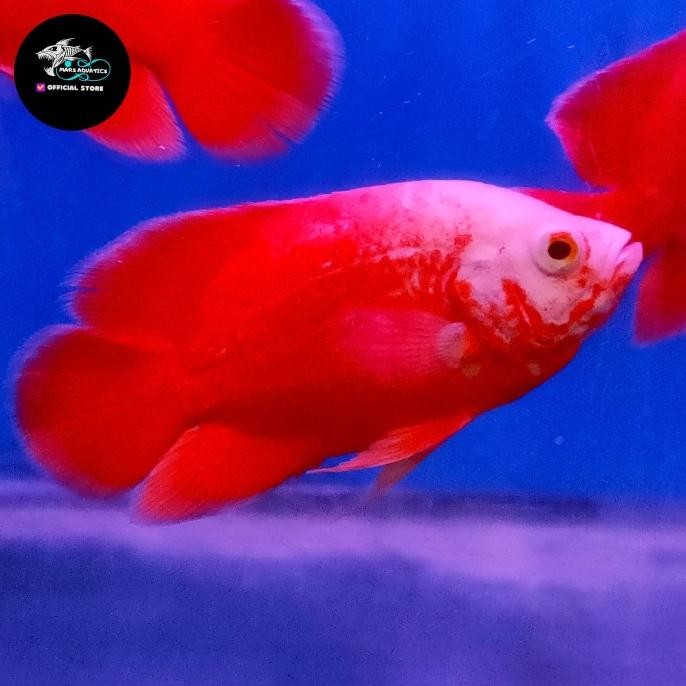 NEW IKAN HIAS OSCAR PARIS RED CHILI