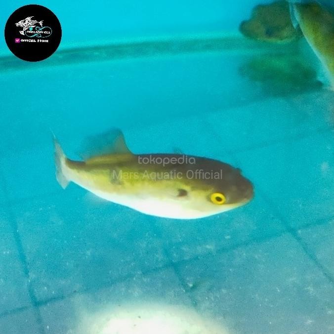 NEW IKAN HIAS BUNTAL GREEN AVOCADO PUFFER FISH