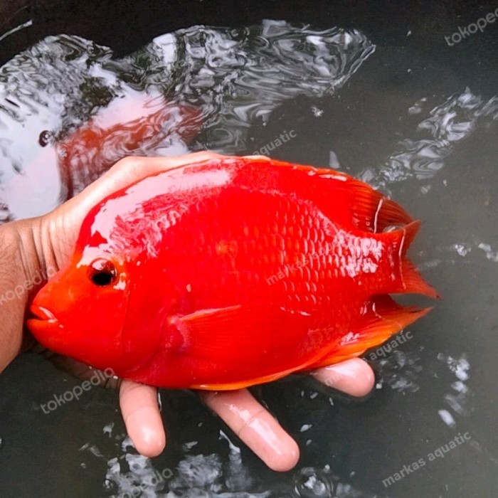 ikan kingkong parrot red mamon