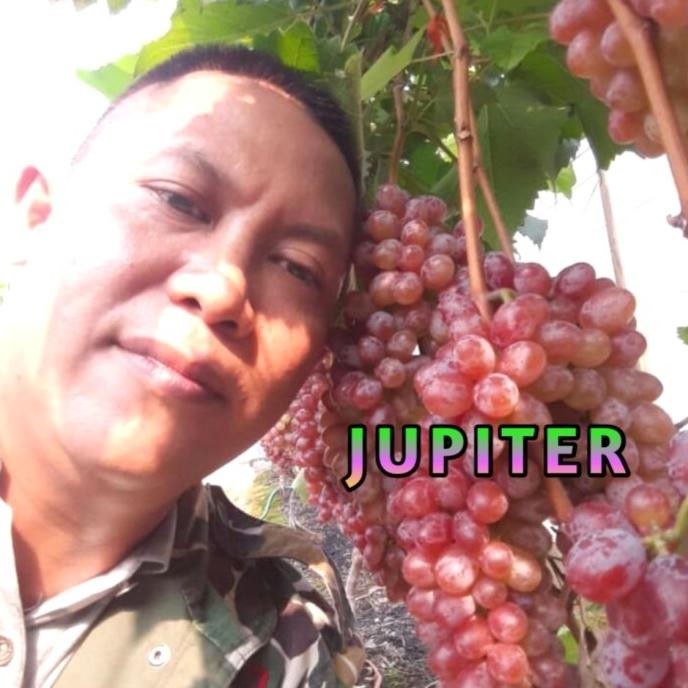 

(JUPITER) BIBIT ANGGUR IMPORT PAK SUPRIANTO COD
