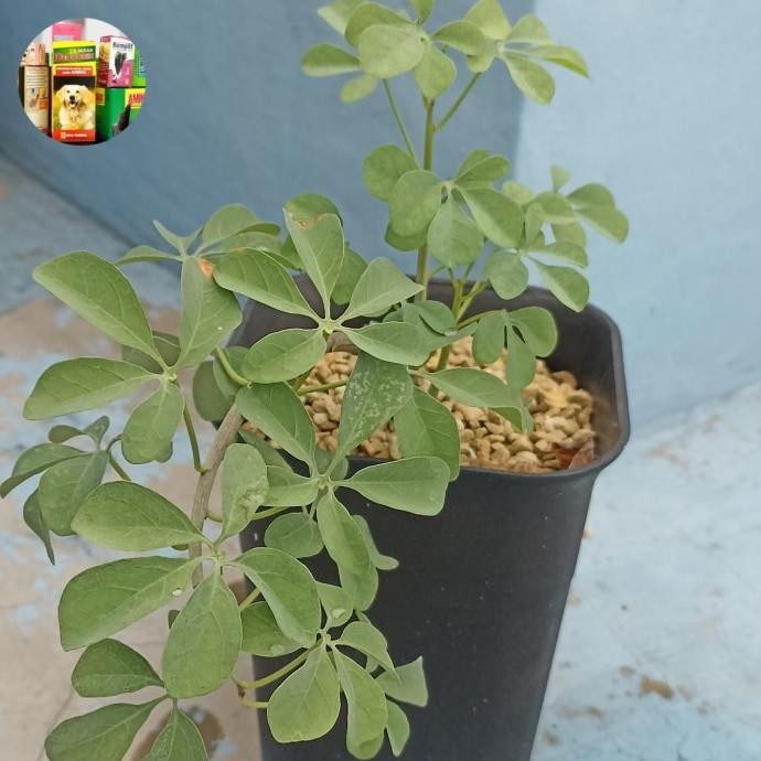 

adenia fruticosa rooted cutting medium COD