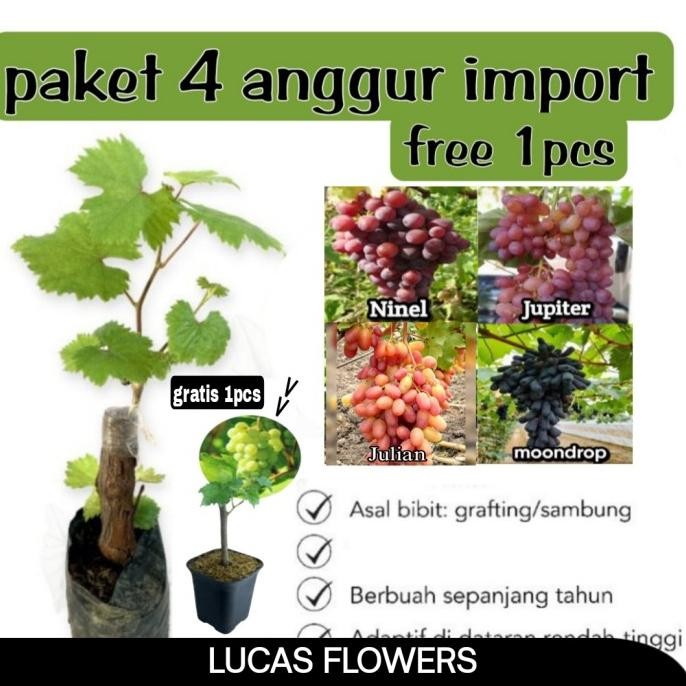 

bibit anggur import paket 4 pcs gratis 1pcs COD