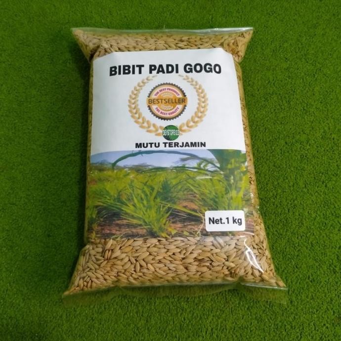 Bibit padi gogo unggul 1 kg COD