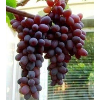 

bibit anggur jupiter semi indukan T 1.5-2mtr COD