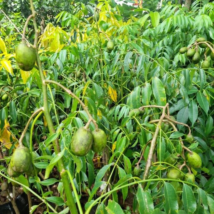 Pohon buah kedongdong berbuah tiingi 1,5meter COD