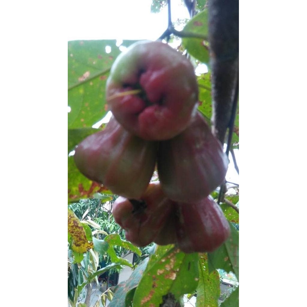 

jambu air DALHARI COD