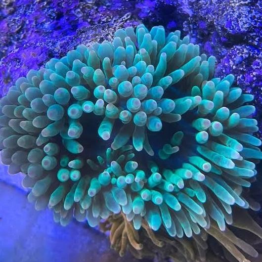 

anemon jagung hijau hias laut COD