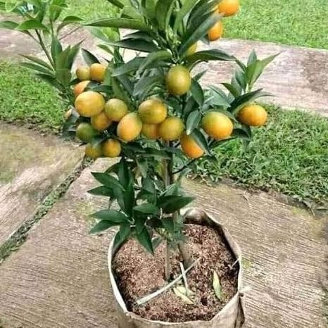 

Tanaman buah jeruk nagami berbuah berbunga bibit jeruk tinggi 1meter COD