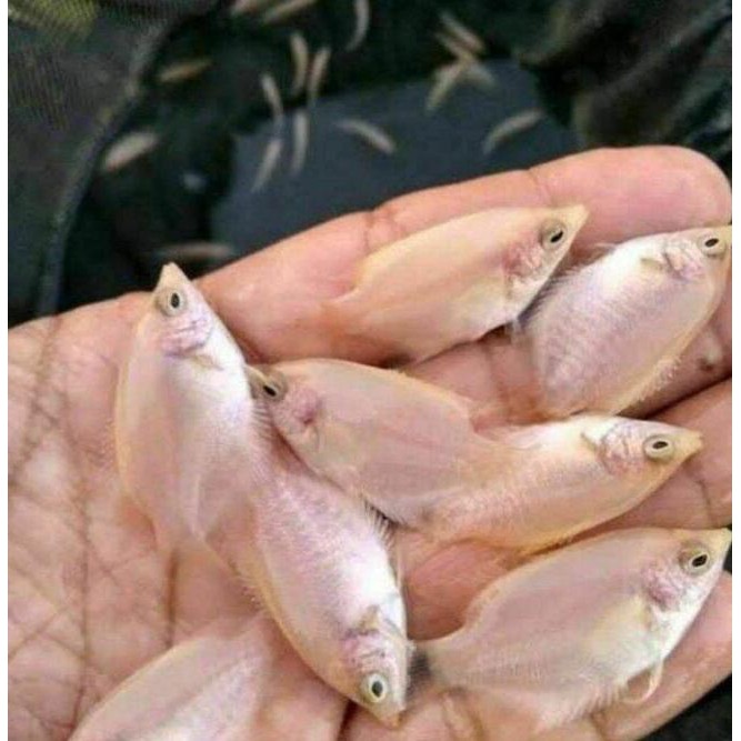 

jual ikan gurame padang per 30ekor promo COD