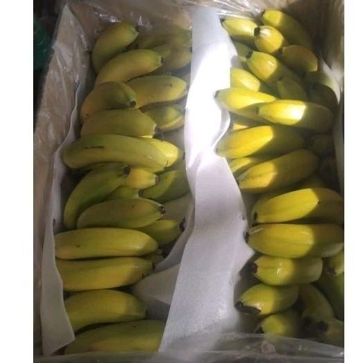 

Indukbuah Buah Pisang Sunpride Fs Size Kecil 100 1 Dus 13Kg