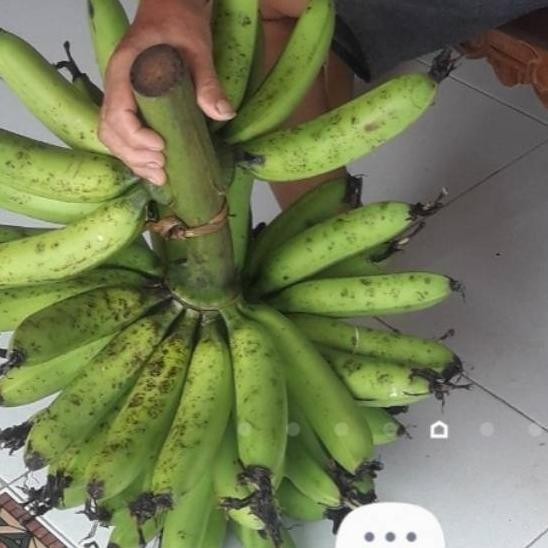 

Pisang Goroho 1 Sisir