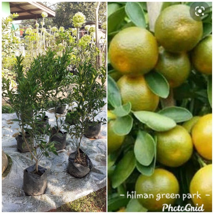 TERBARU pohon jeruk manis Medan berbuah