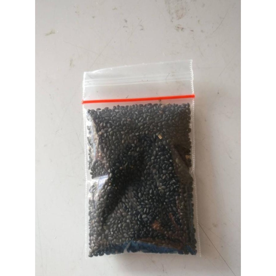 

Biji Selasih / Basil Seed 1KG Import Kualitas Premium GGS