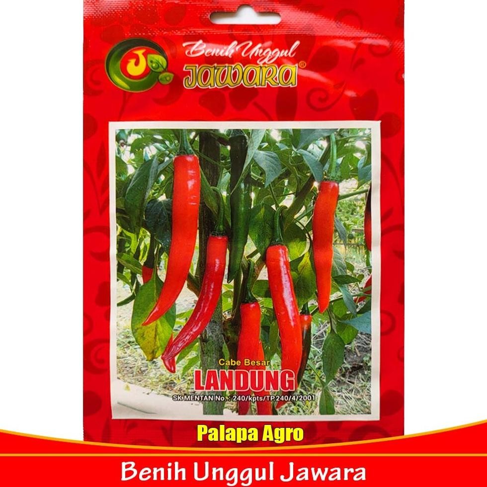 Kk - Isi 2000 Biji - Bibit Cabe Merah Besar LANDUNG 10gram - Benih Cabe Besar Merah Super Unggul