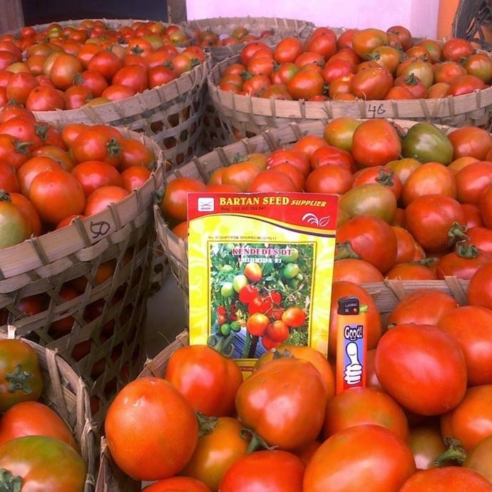 Kendedes Dt 10 Gr Benih Tomat Hibrida F-1 Produk Original Pabrik