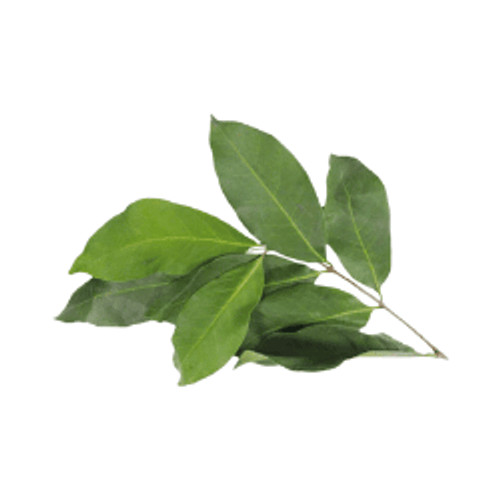 

Daun Salam 100g oFresh Batam