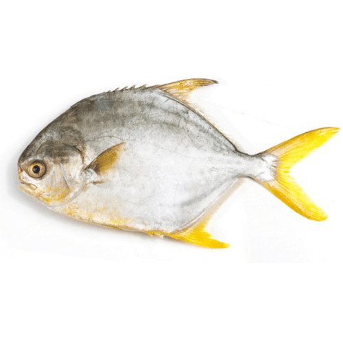 

Ikan Bawal Mas 500g oFresh Batam