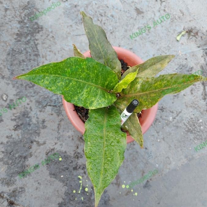 BESS SELLER ANTHURIUM BLACK HOKERI VARIGATA 21-11-2021