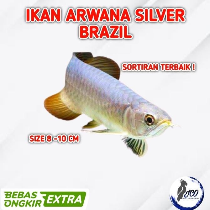 Baru Ikan Arwana Silver Brazil Ikan Hias Arwana Brazil Silver 8-10Cm Arwana