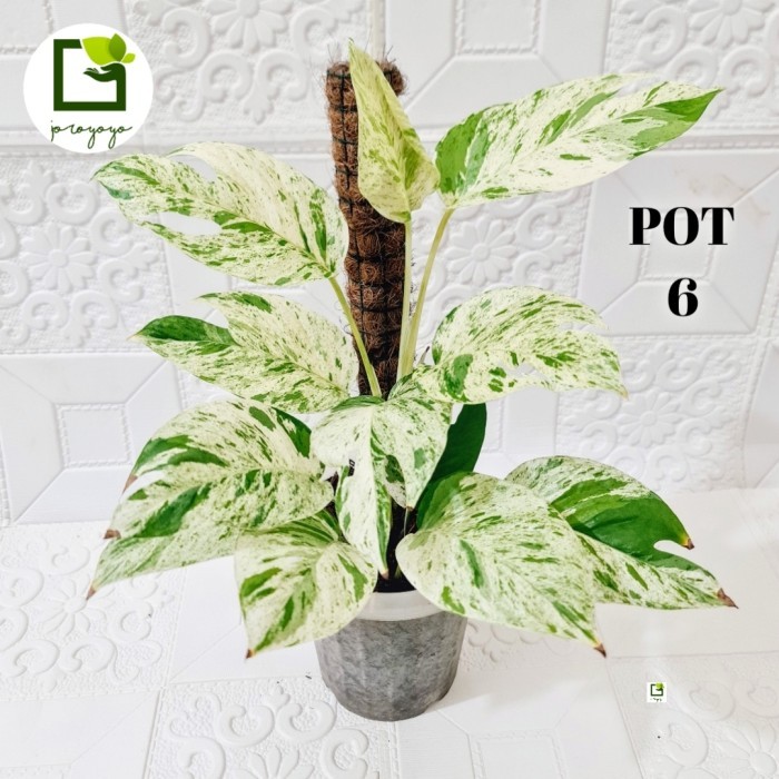 Epipremnum Pinnatum Marble Variegata