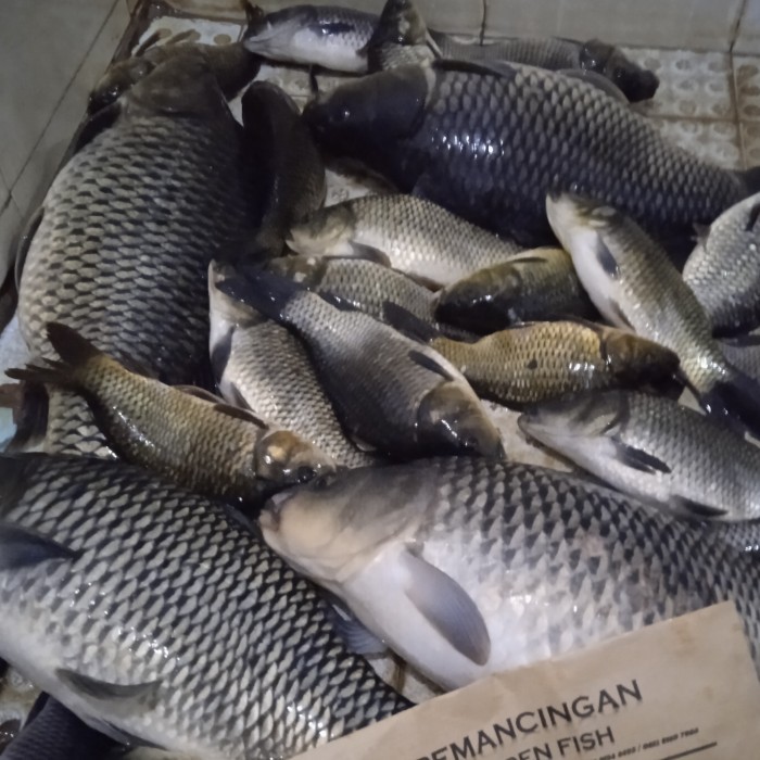 Essen Ikan Mas Pandawa Esen Oplosan Ikan Mas Babon Super Ikan Rame Jos