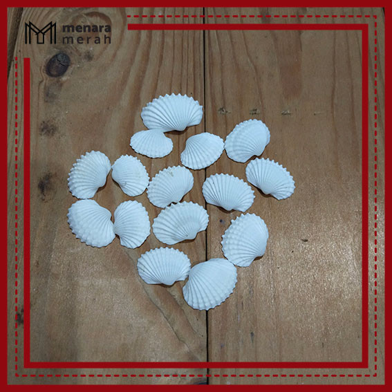 Cangkang kerang dara putih