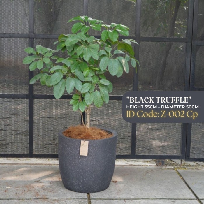 pot tanaman besar jumbo