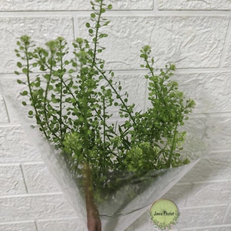 2.2 FS Daun Thlaspi