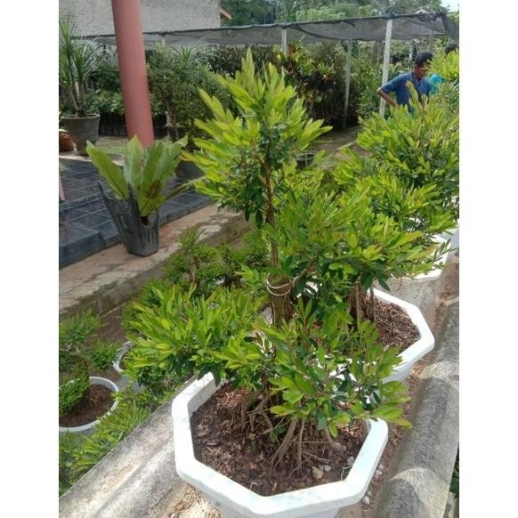 BEST SELLER bonsai cendrawasih siap pajang